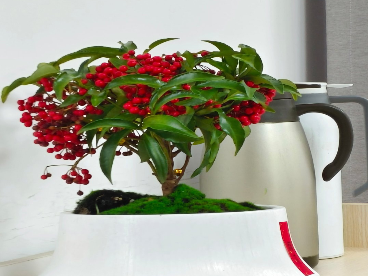 公司喬遷禮物——綠植花卉